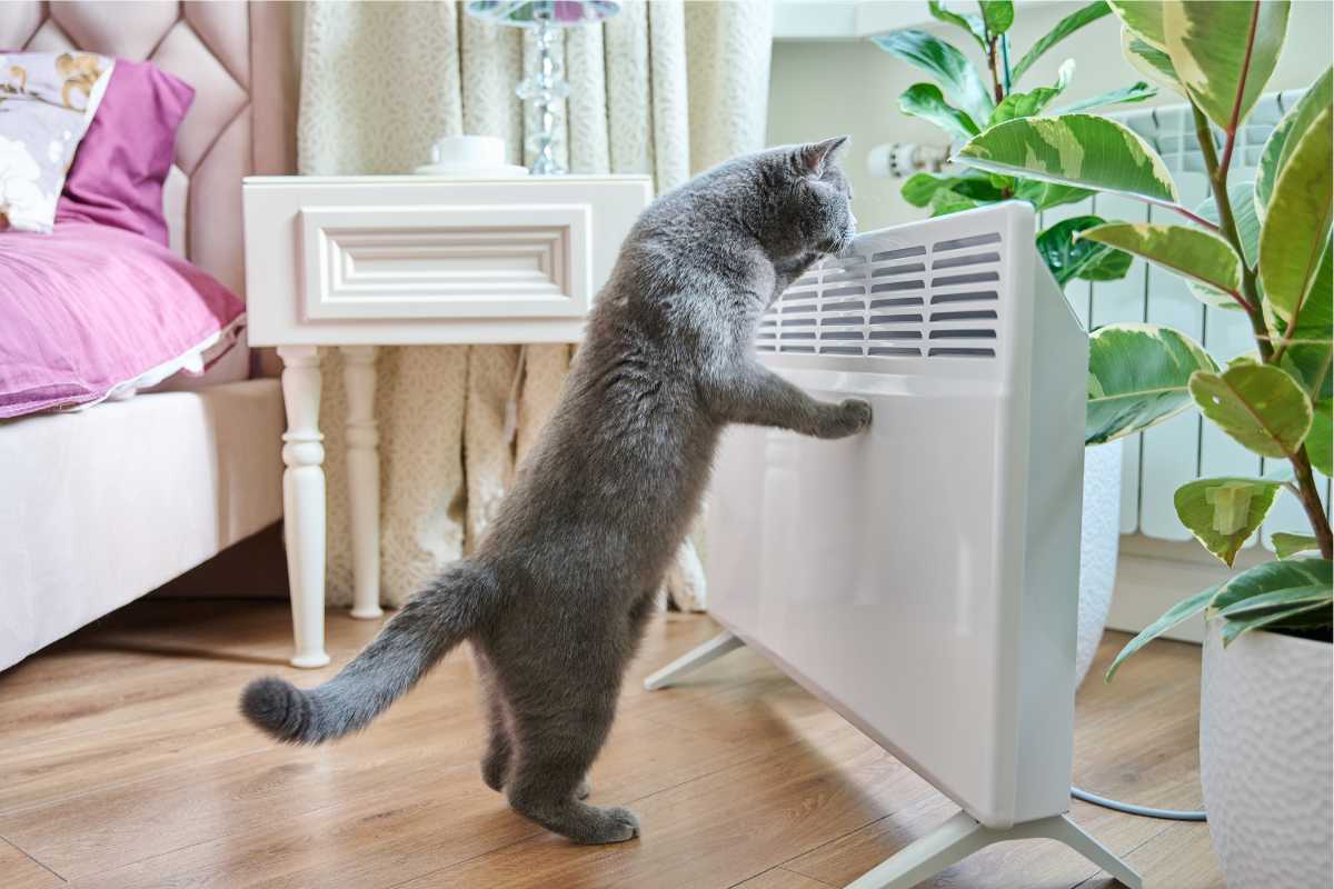 gatto vicino al condizionatore