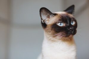 gatti ipoallergenici