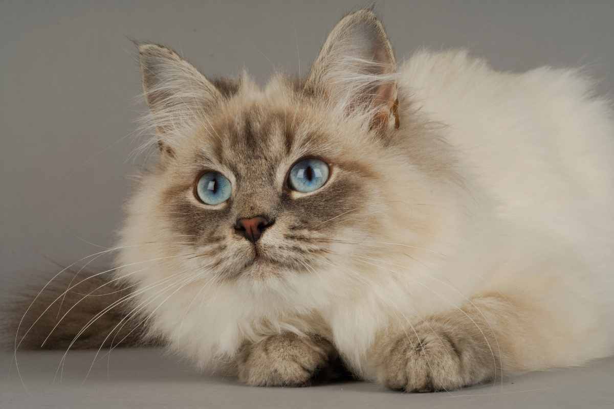 gatti ipoallergenici