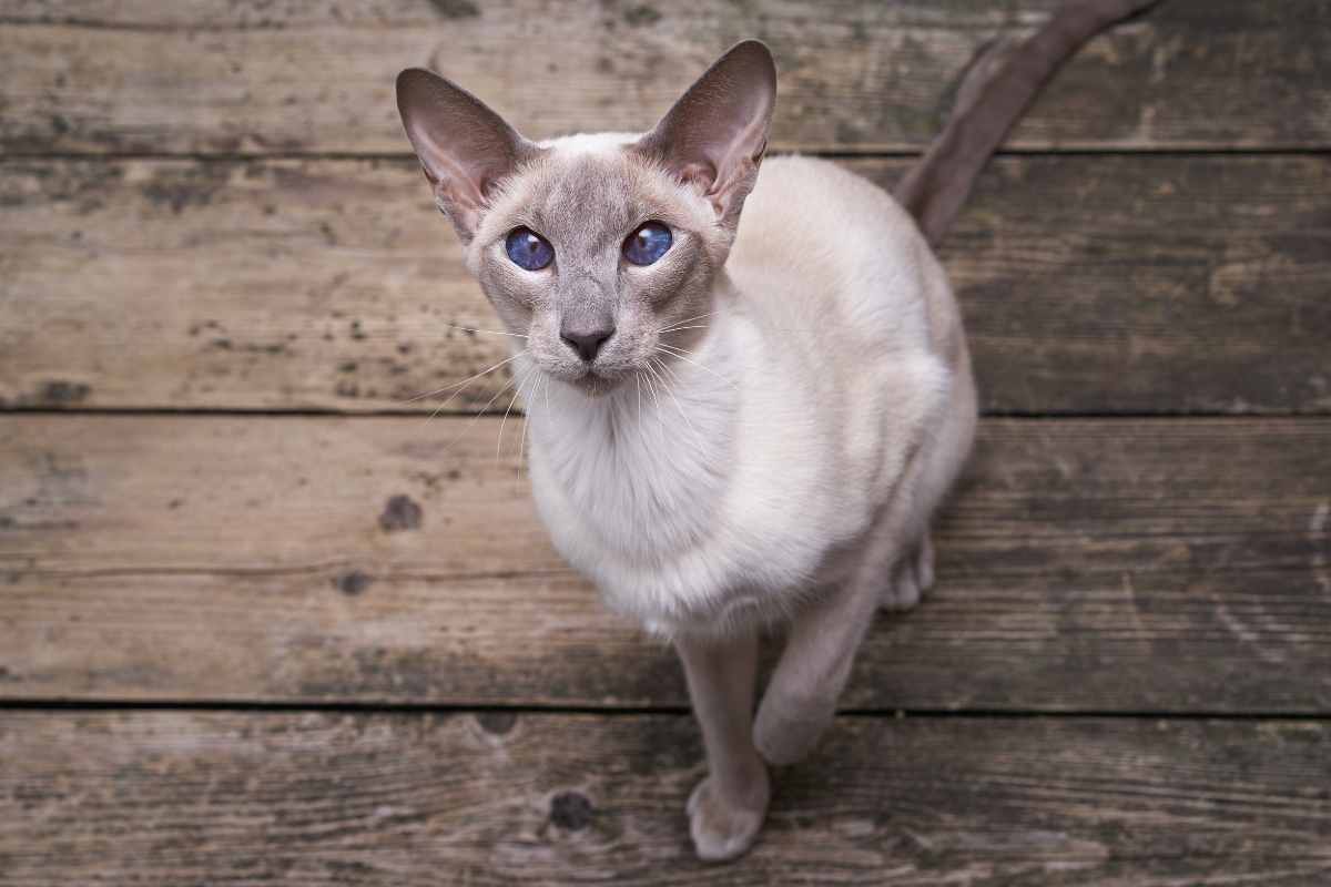 gatti ipoallergenici