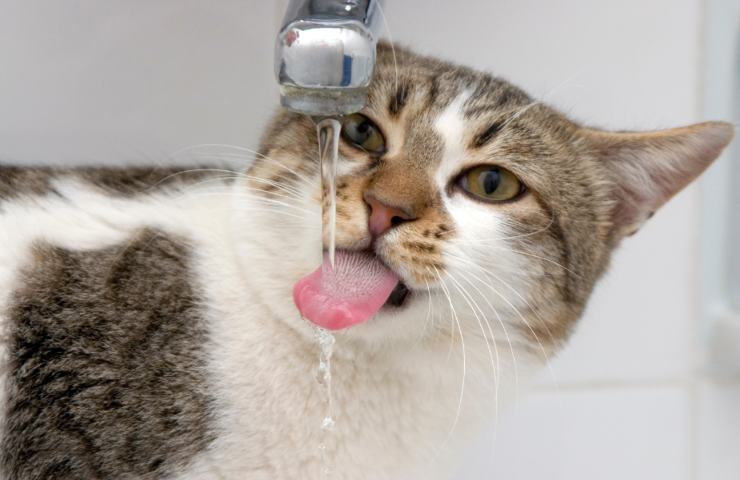 gatto che bene