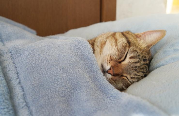 gatto dorme