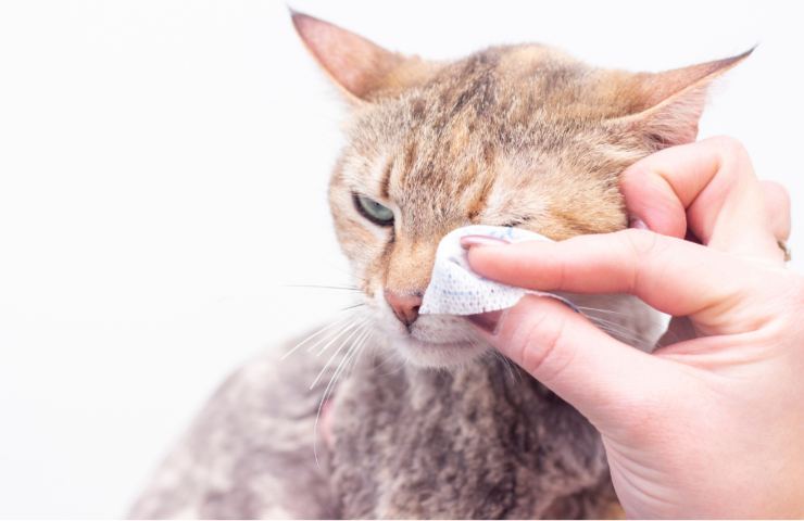 pulizia occhi del gatto