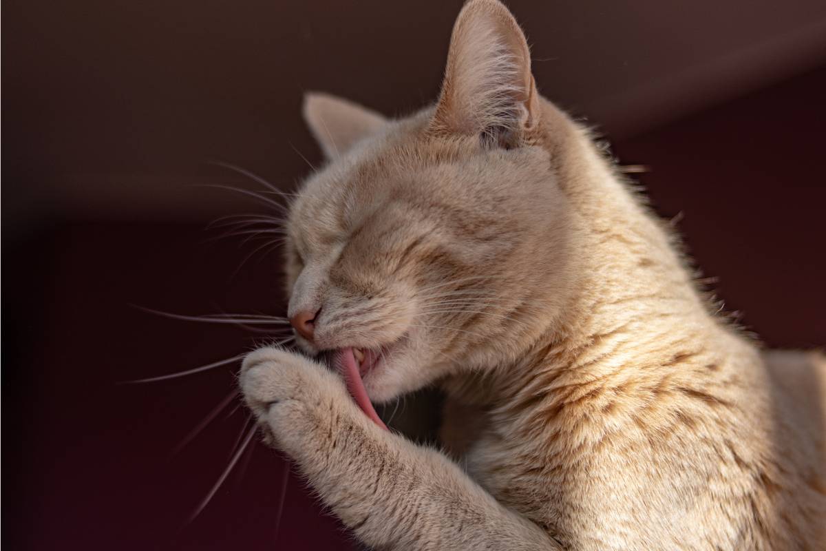gatto fa grooming