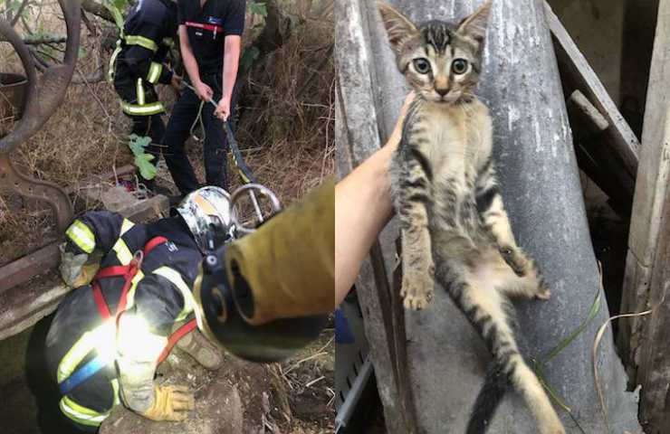 gattino slavato dal pozzo