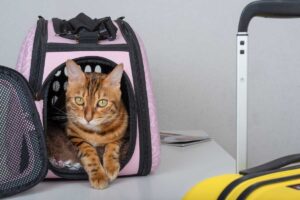 multa per gatto sul treno