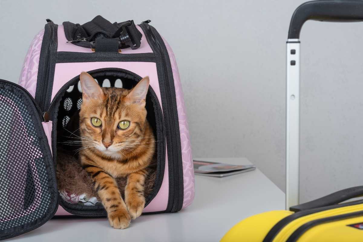 multa per gatto sul treno