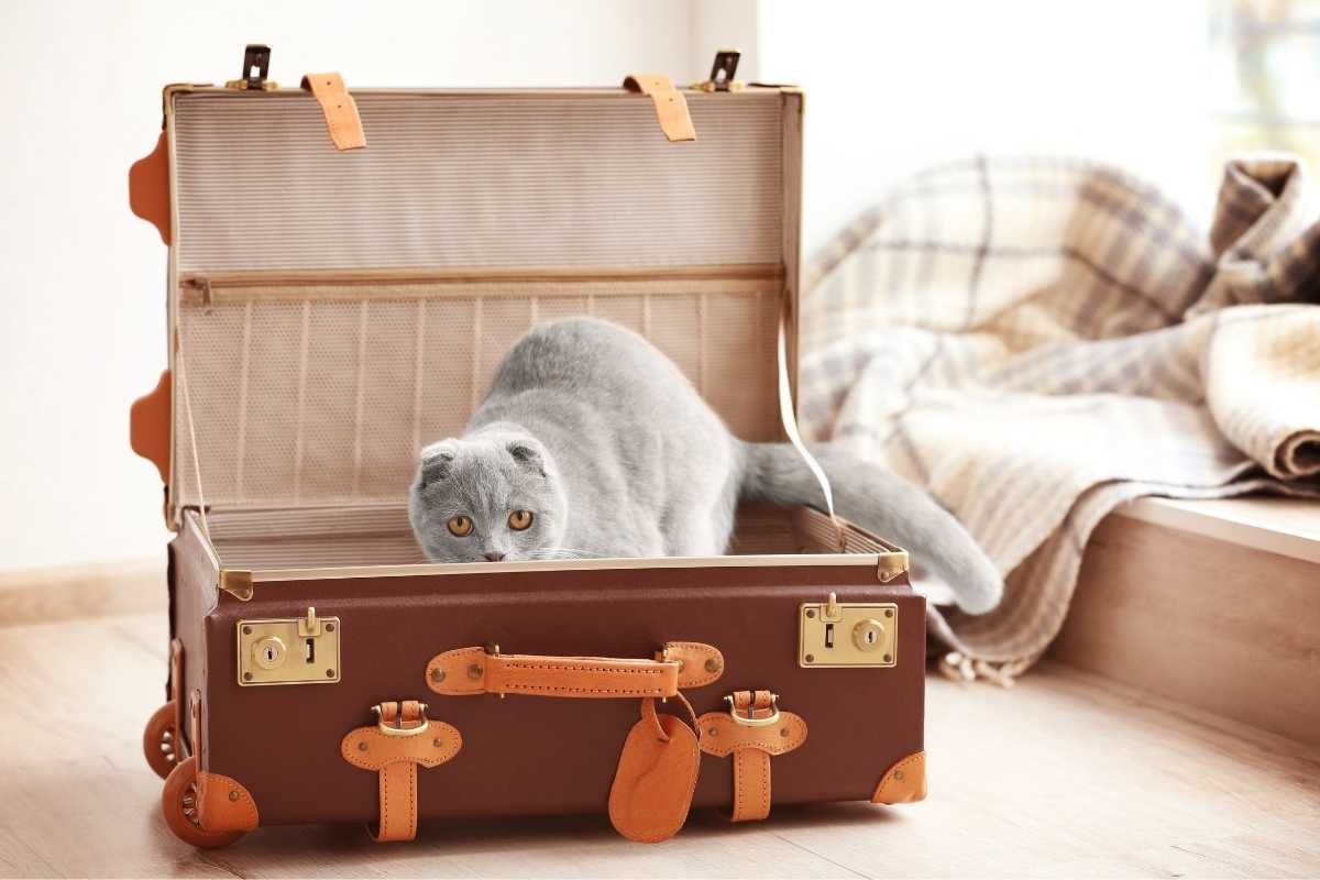 multa per gatto sul treno