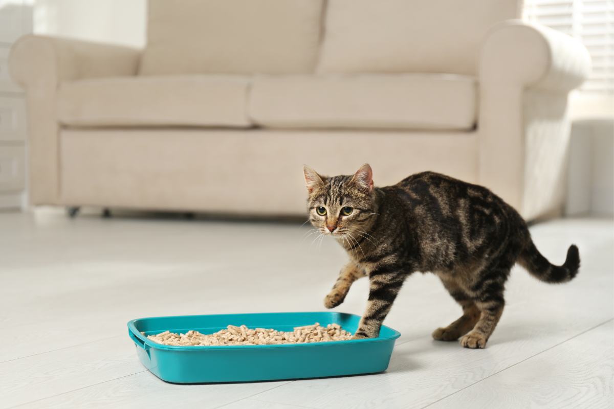 gatto lettiera