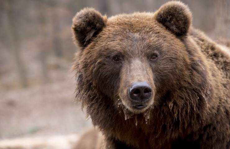 orso bruno
