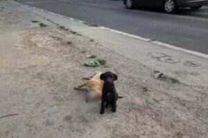 cane sull'asfalto con la mamma senza vita