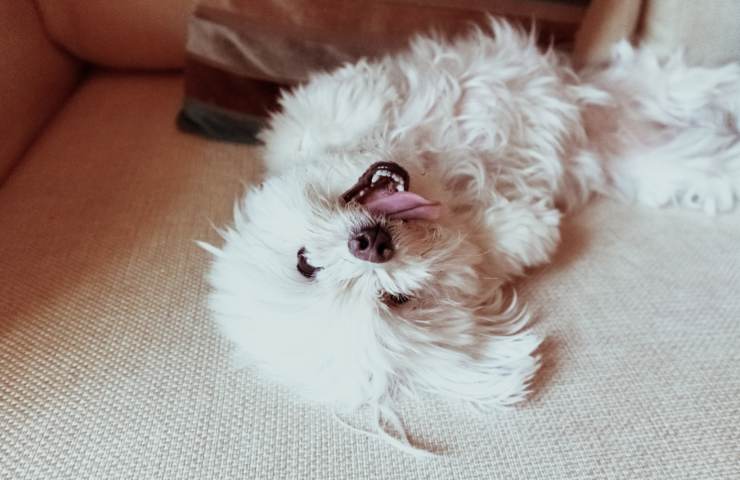 cane maltese