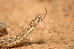 morso da una vipera in spiaggia