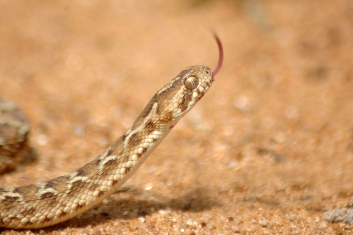 morso da una vipera in spiaggia