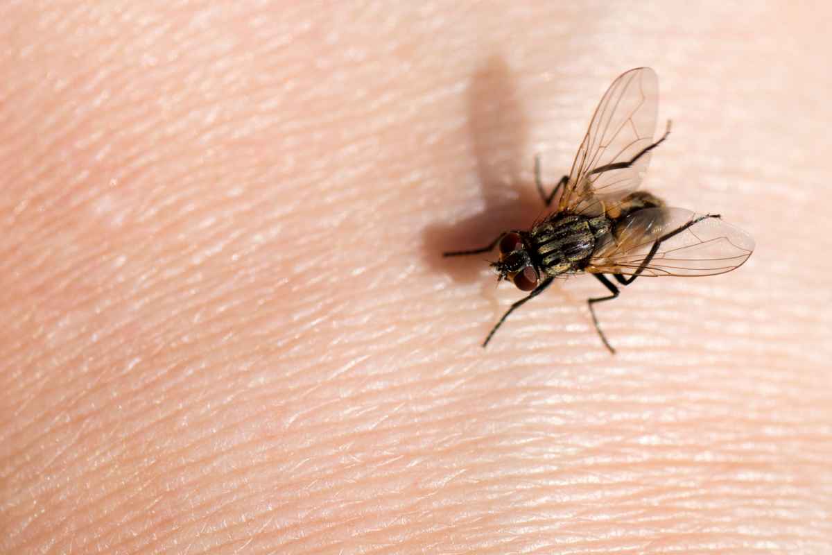 mosca sulla pelle
