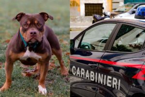 pitbull aizzato contro carabinieri