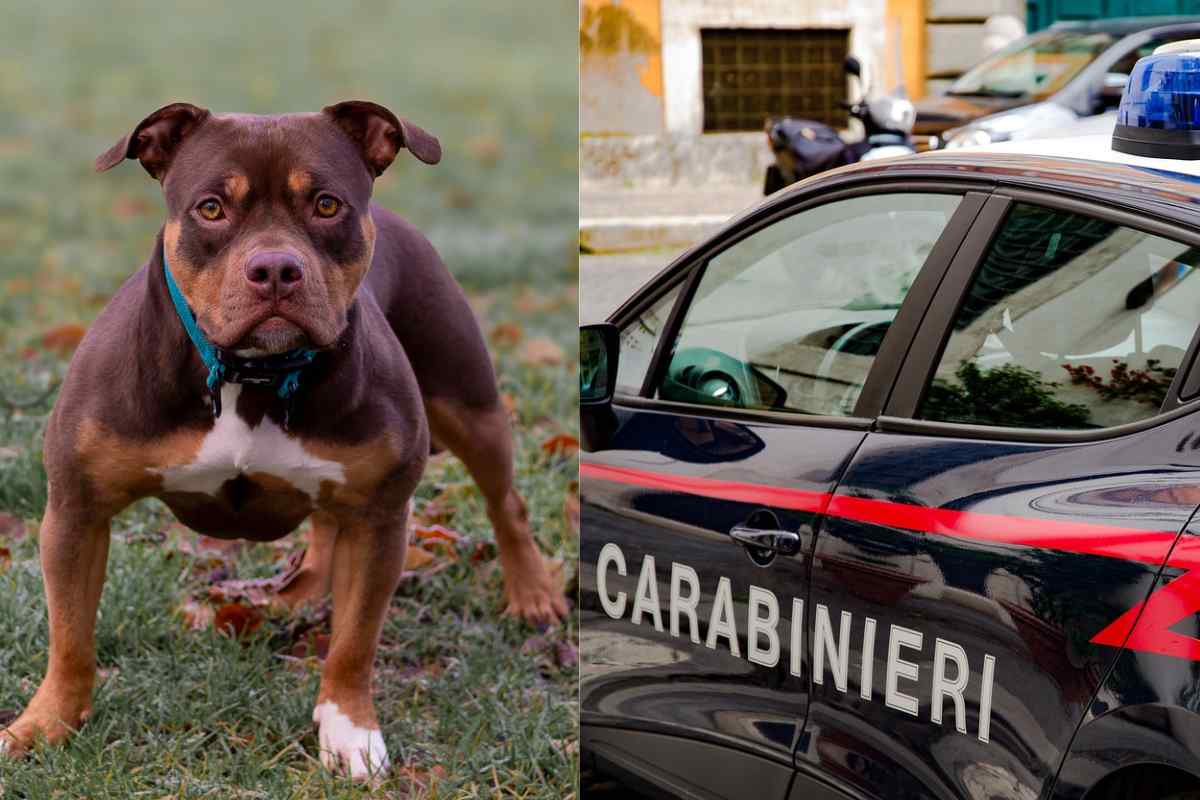 pitbull aizzato contro carabinieri