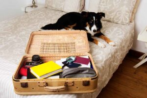 cane e preparazione valigia