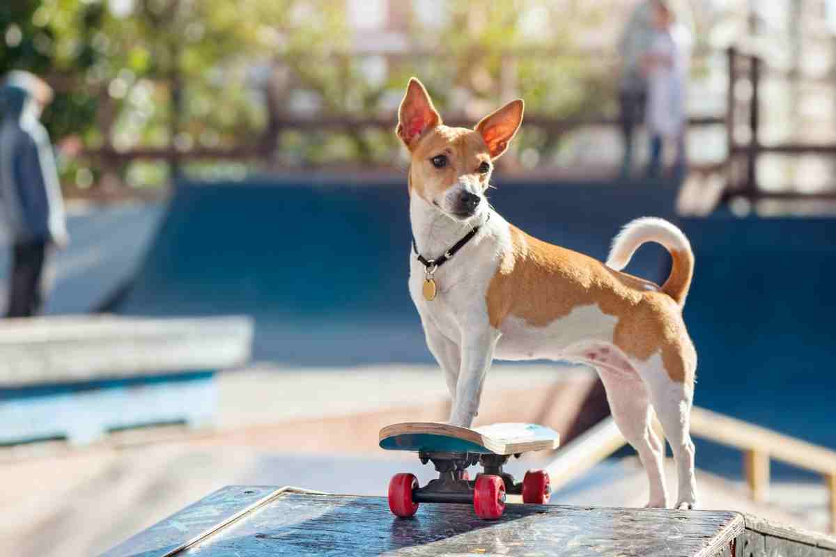 pensione cani gestire separazione