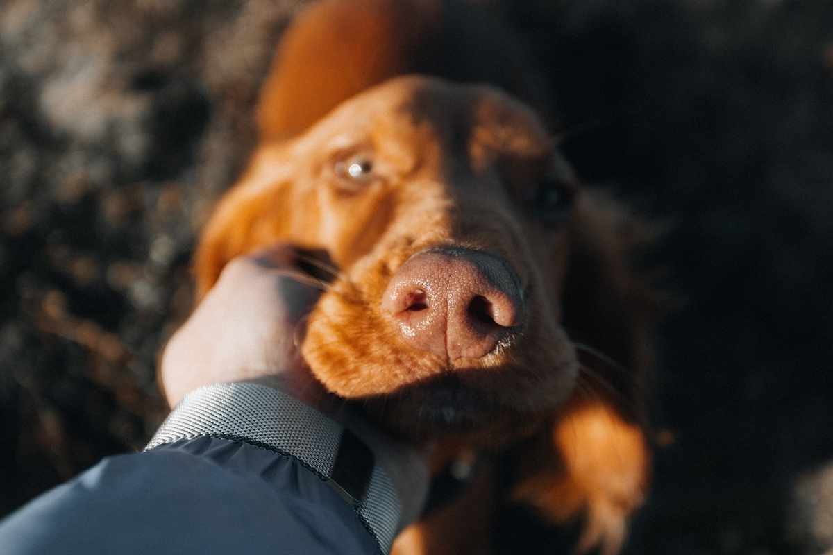pensione cani gestire separazione