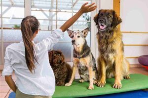 pensione cani gestire separazione