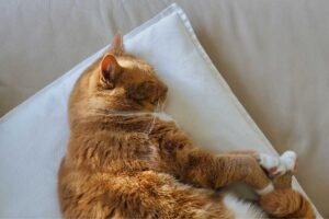 gatto dorme su cuscino