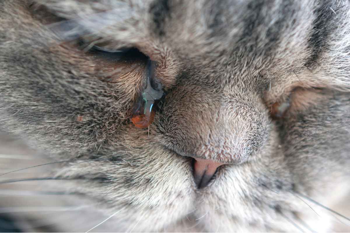 gatto lacrima