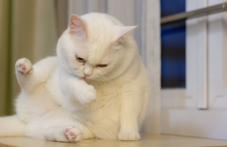 gatto si pulisce