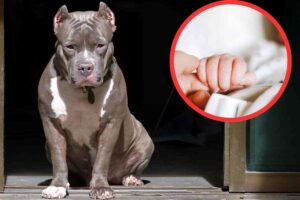 pitbull mano di bambino cornice