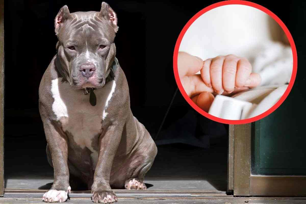 pitbull mano di bambino cornice