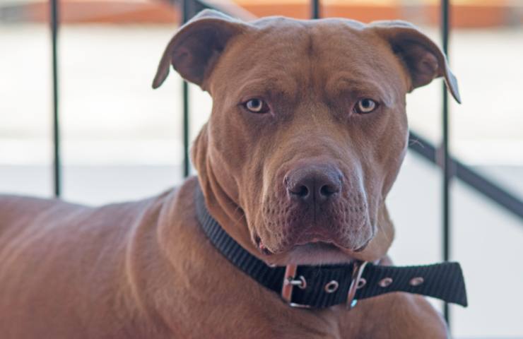 pitbull seduto