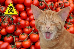 pomodori gatti
