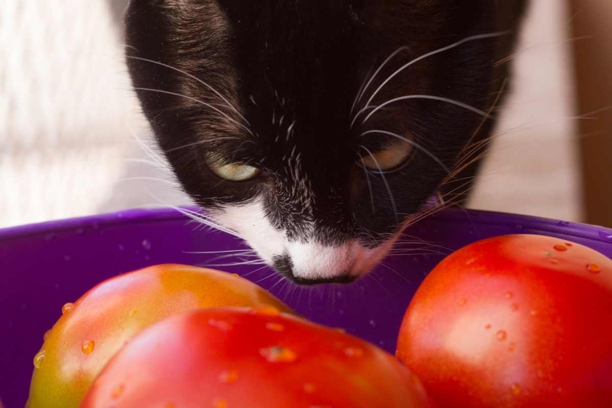 pomodori gatti