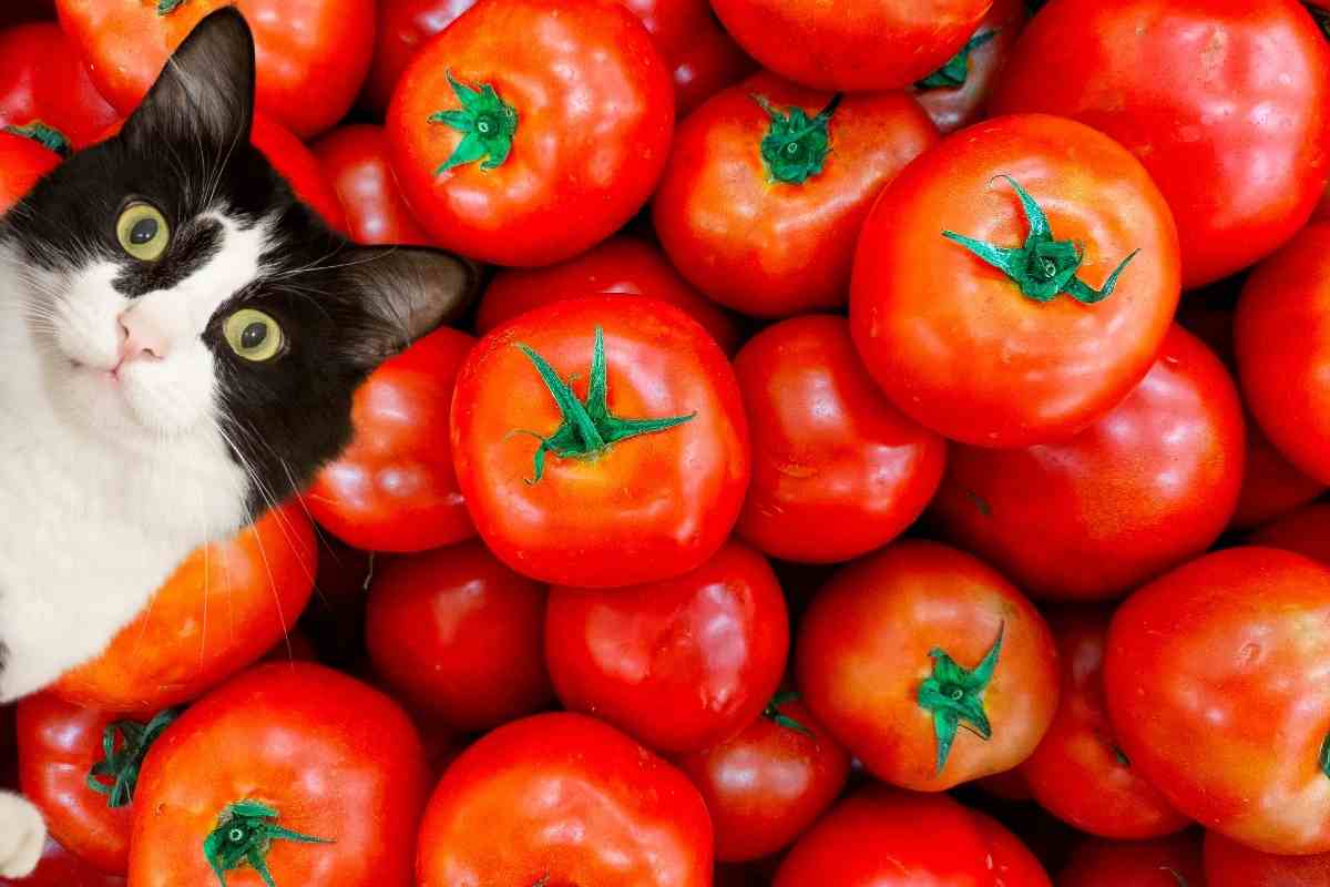 pomodori gatti