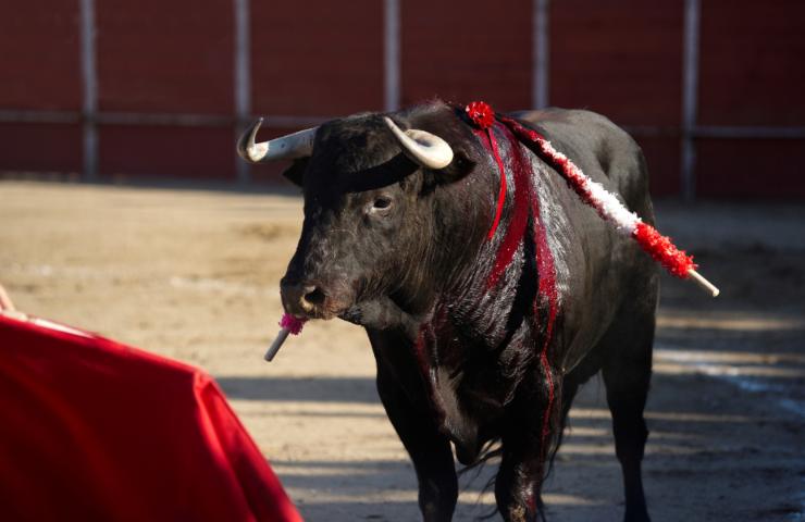 toro in arena