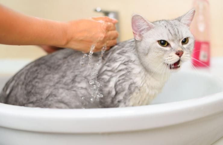 gatto fa il bagno