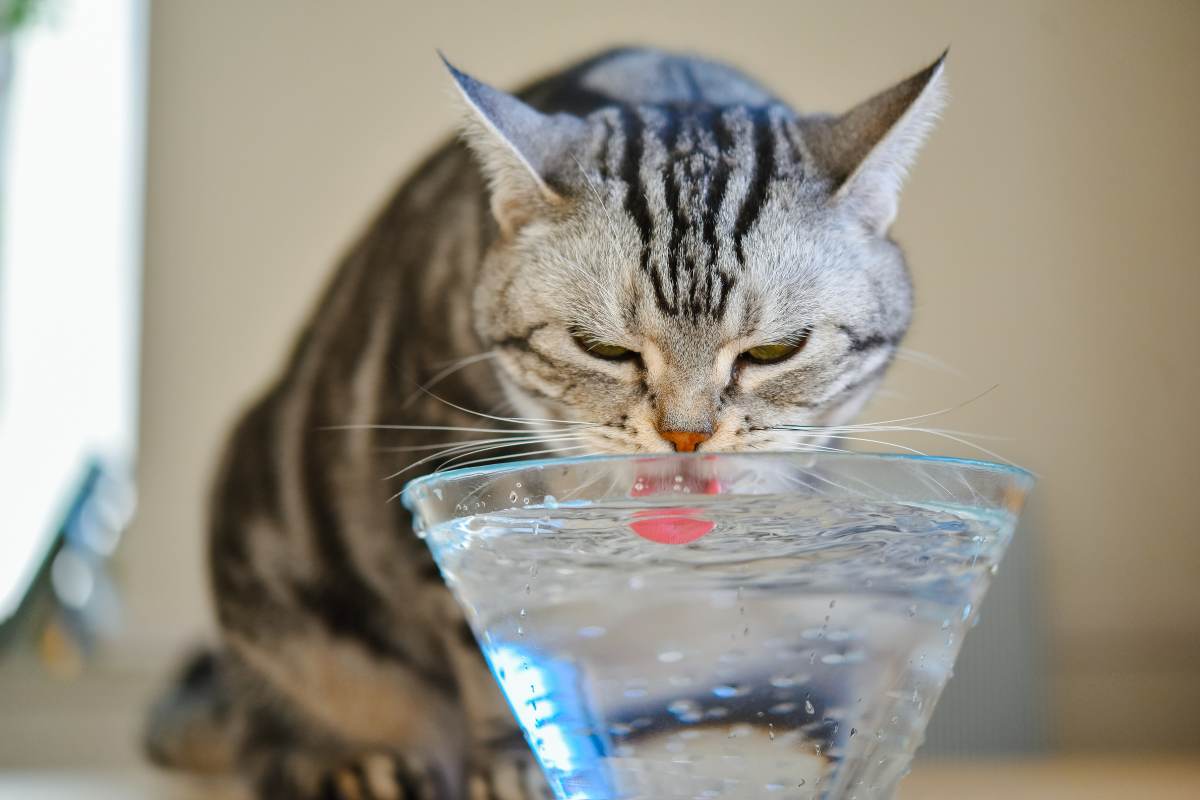 gatto che beve