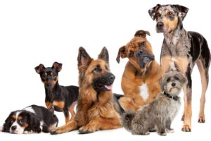 gruppo di cani