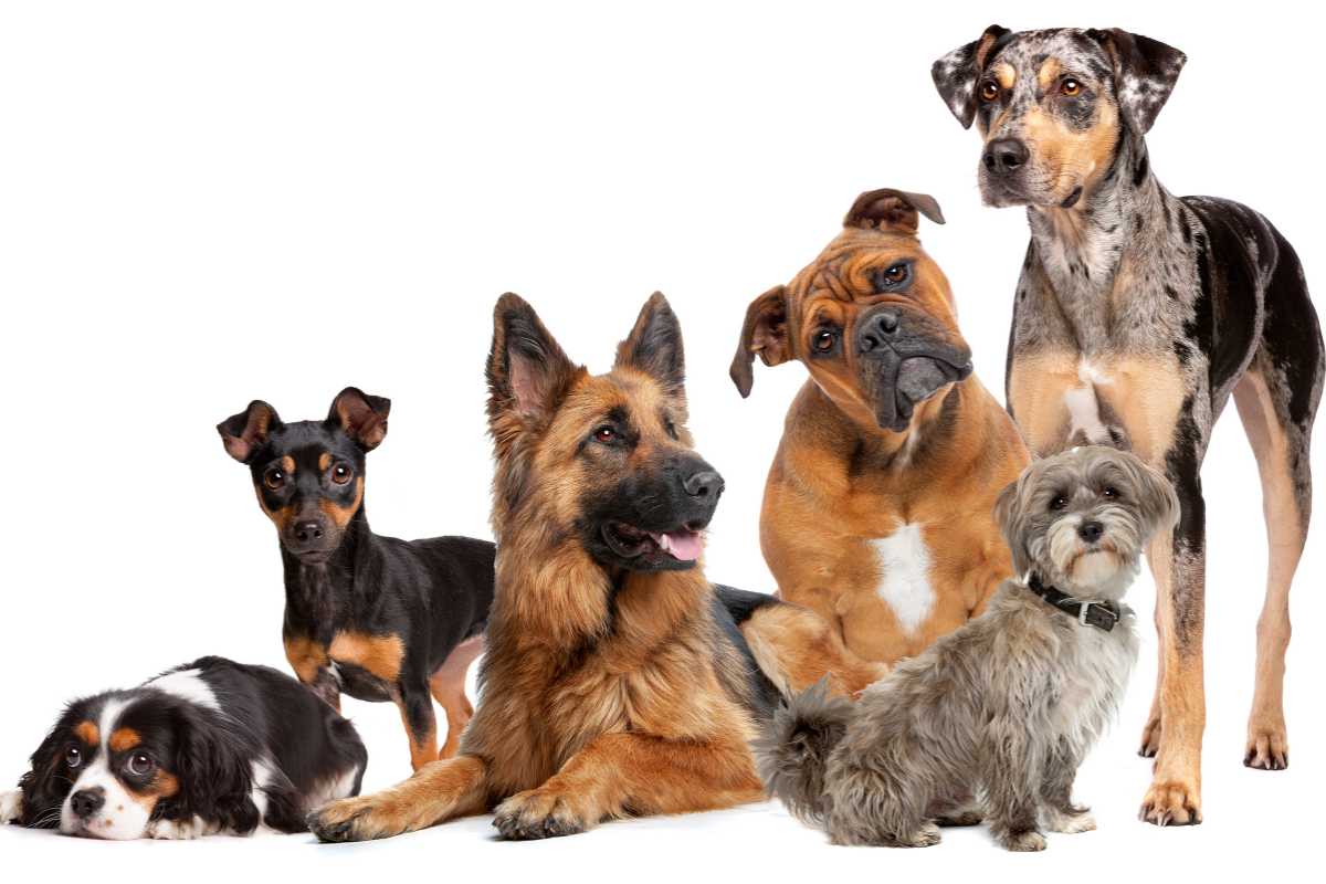 gruppo di cani