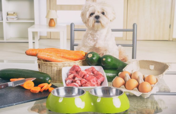 ingredienti ricette per cani