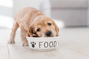 cucciolo di cane che mangia