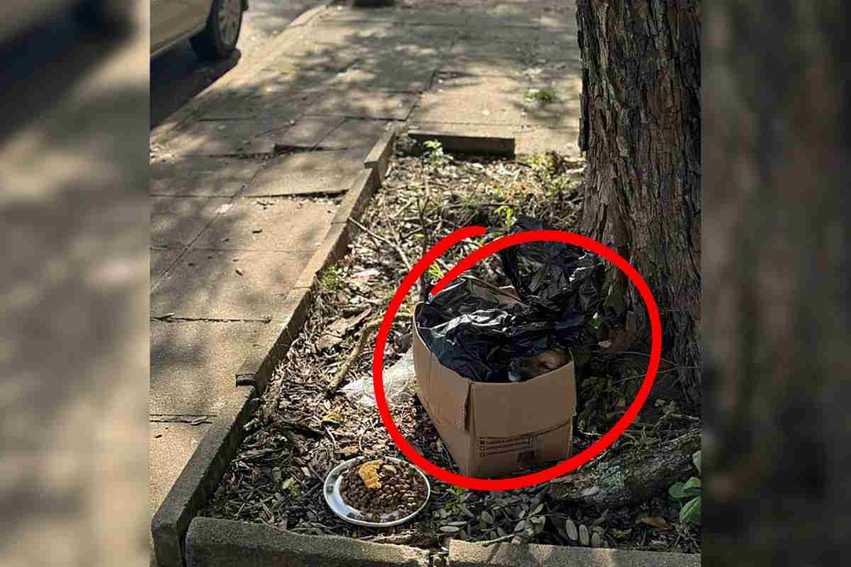 scatola con cane sotto un albero