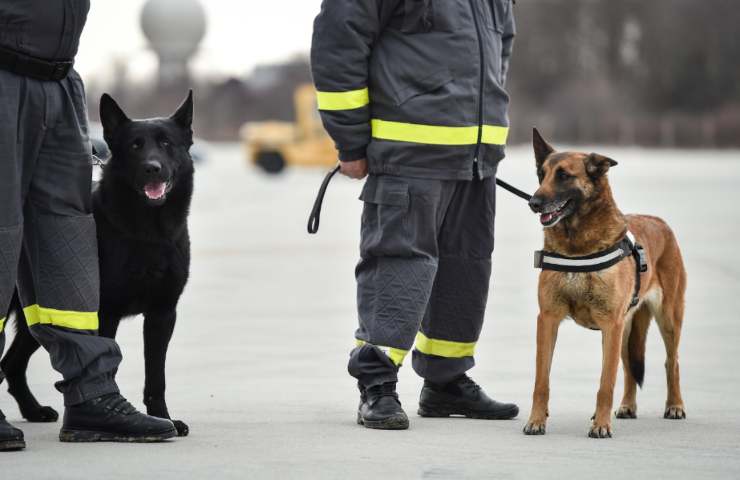 cani da ricerca