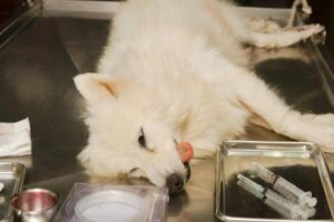 splenectomia cane