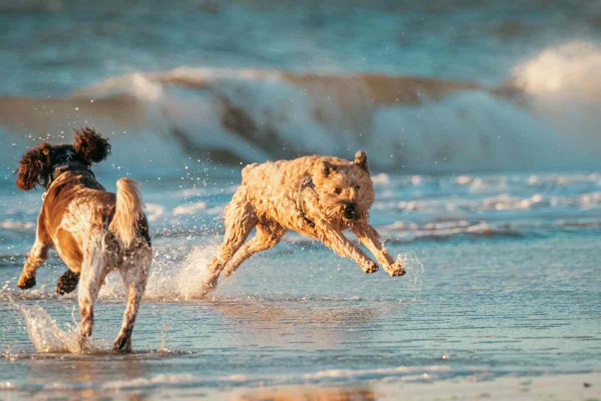 cani giocano in spiaggia