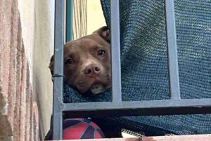 diego pitbull sul balcone