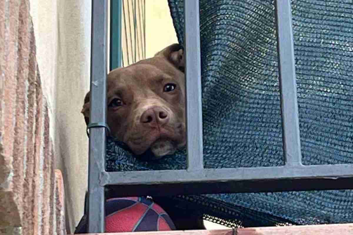 diego pitbull sul balcone