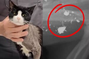 gatto salvato e immagine radiografia