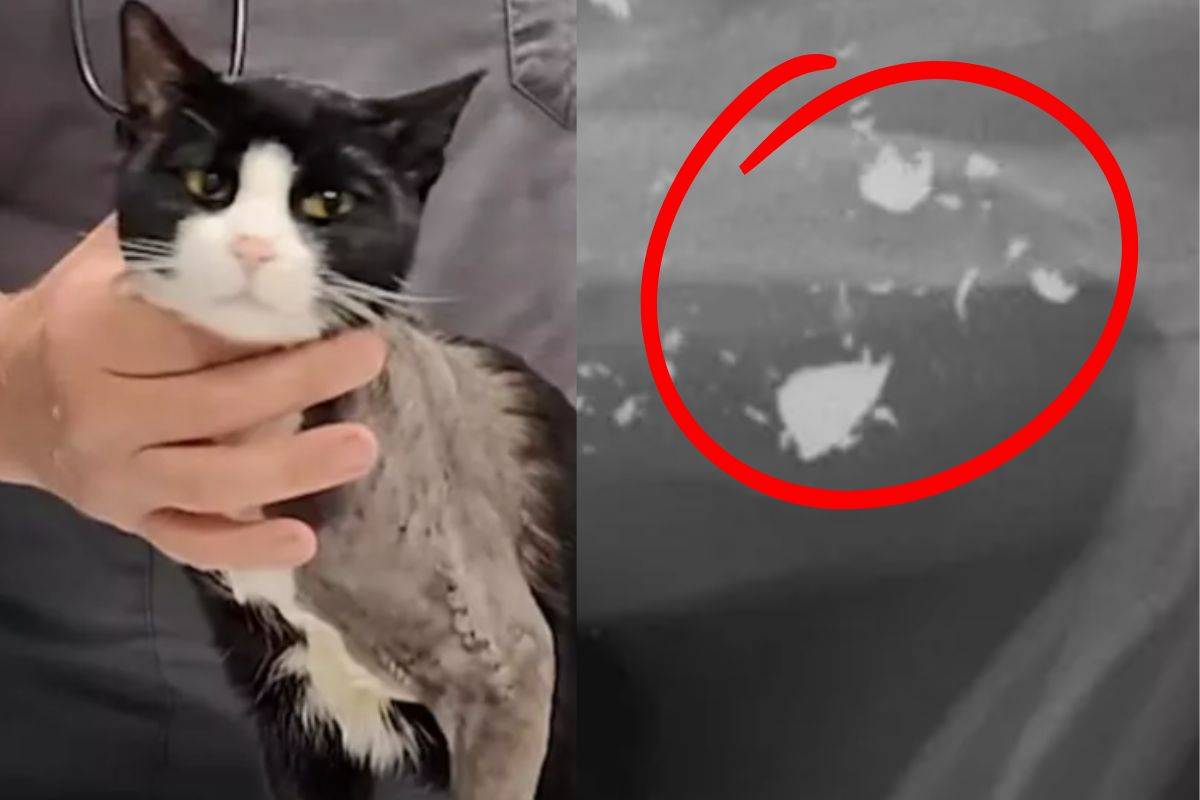 gatto salvato e immagine radiografia