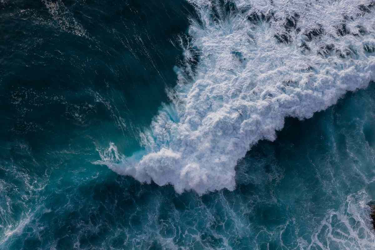 tsunami effetti animali